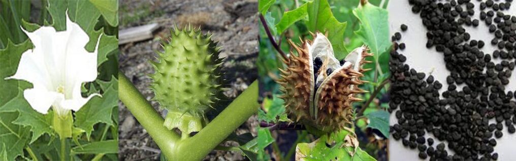 Semi di datura per il trattamento delle vene varicose a casa