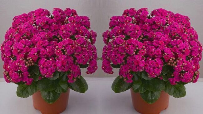 Kalanchoe per la preparazione di unguenti e tinture per le vene varicose